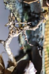 Krippe_6_0026