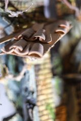 Krippe_6_0027