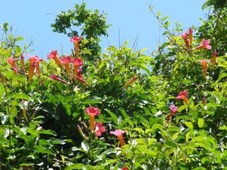 neapel_juni_2013_050